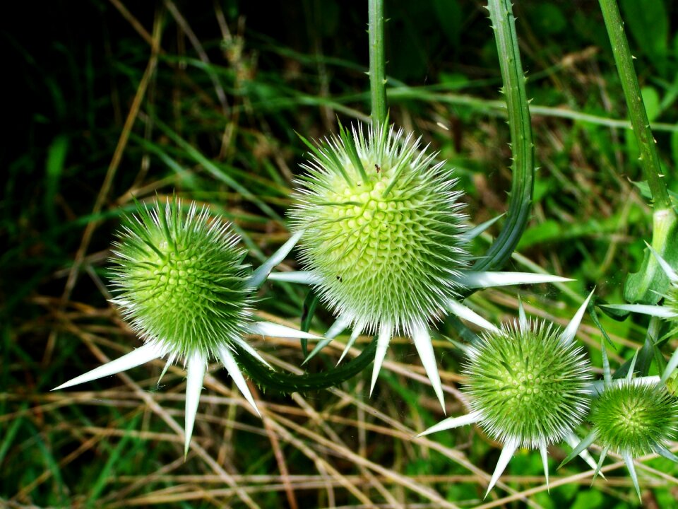 Milk thistle wildflower agra plant