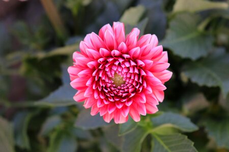 Bloom garden garden plant