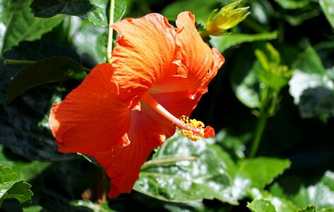 Mallow hollyhock flower close up photo