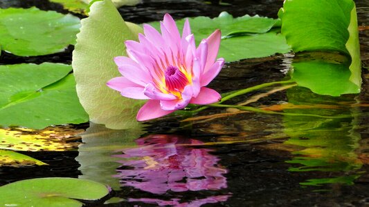 Lotus summer cool
