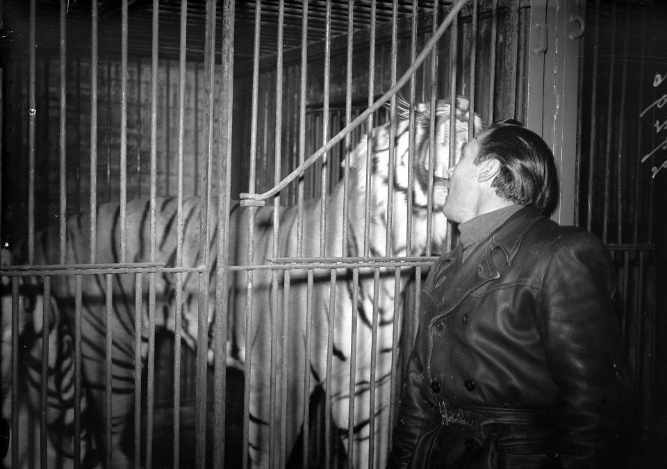 Tijger met temmer, Bestanddeelnr 902-7296
