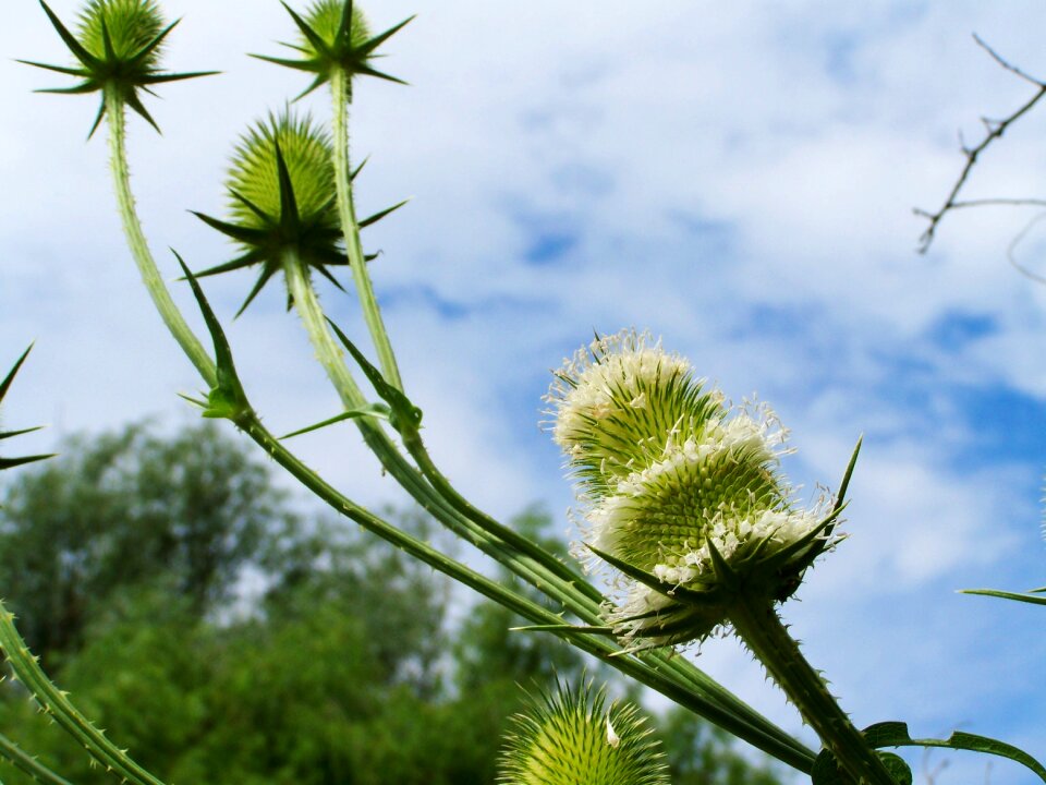 Milk thistle wildflower agra plant