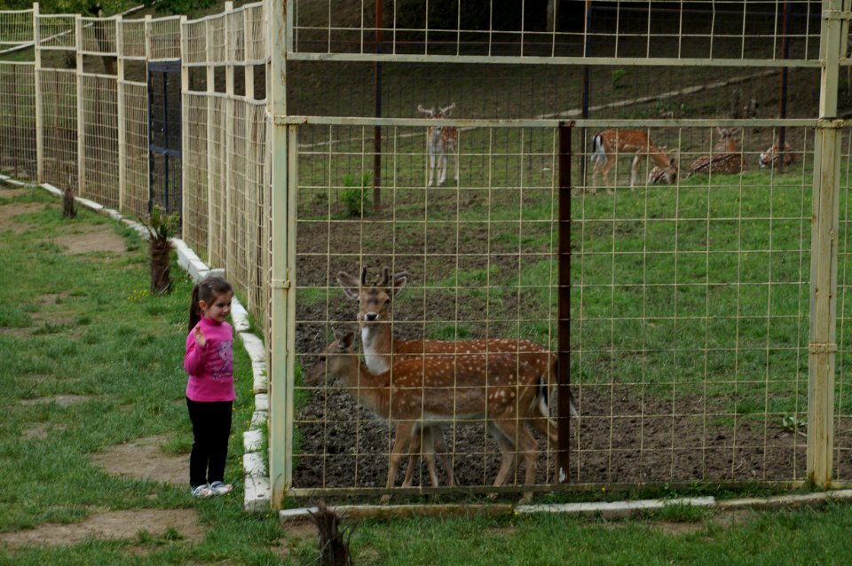 Tirana Zoo deer (OSCAL19 trip)