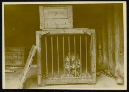 Tijger in een kooi op een binnenschip kist met het opschrift Palembang., Bestanddeelnr 158-1274
