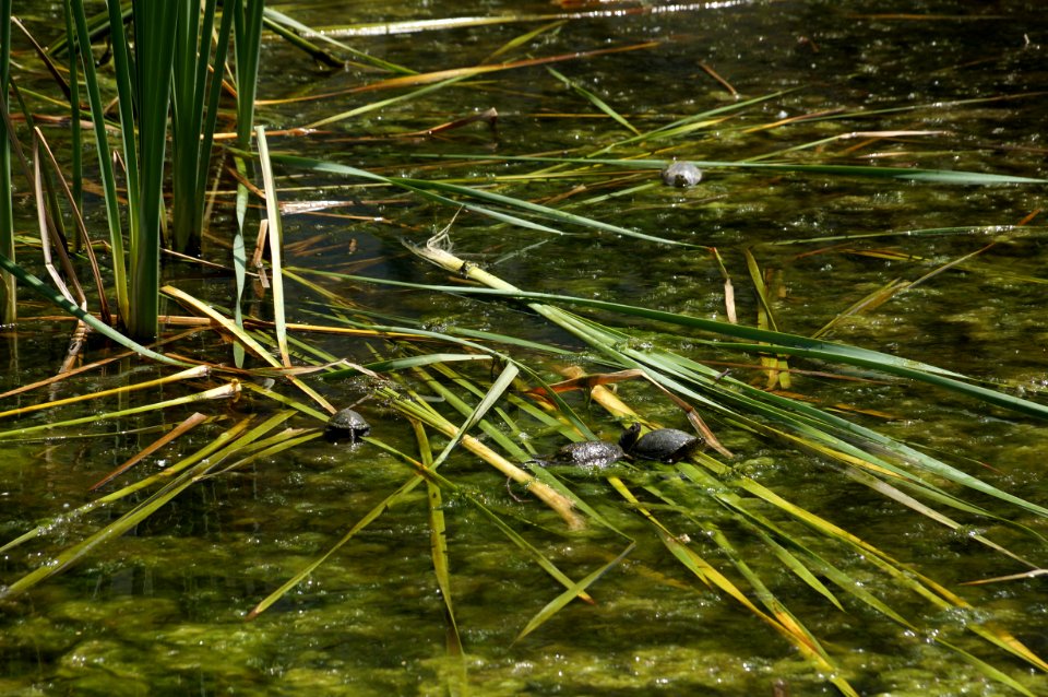 Tirana Zoo turtles (OSCAL19 trip)