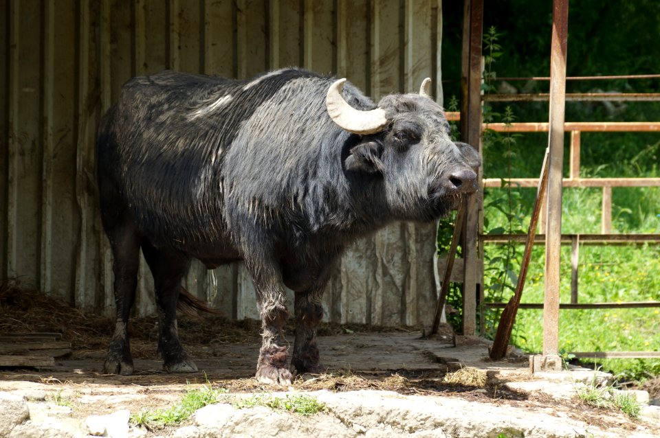 Tirana Zoo Water buffalo (OSCAL19 trip)