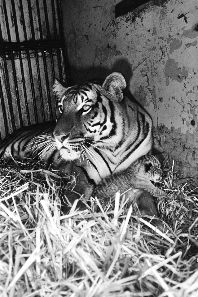 Tijgerin Sandra en leeuw Tarzan van Circus Renz hebben drie welpen gekregen, tij, Bestanddeelnr 931-0688