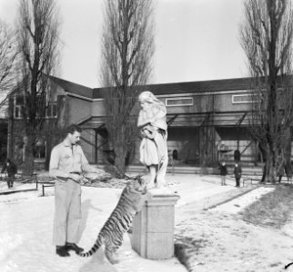 Tijgertje in Artis, Bestanddeelnr 915-8759