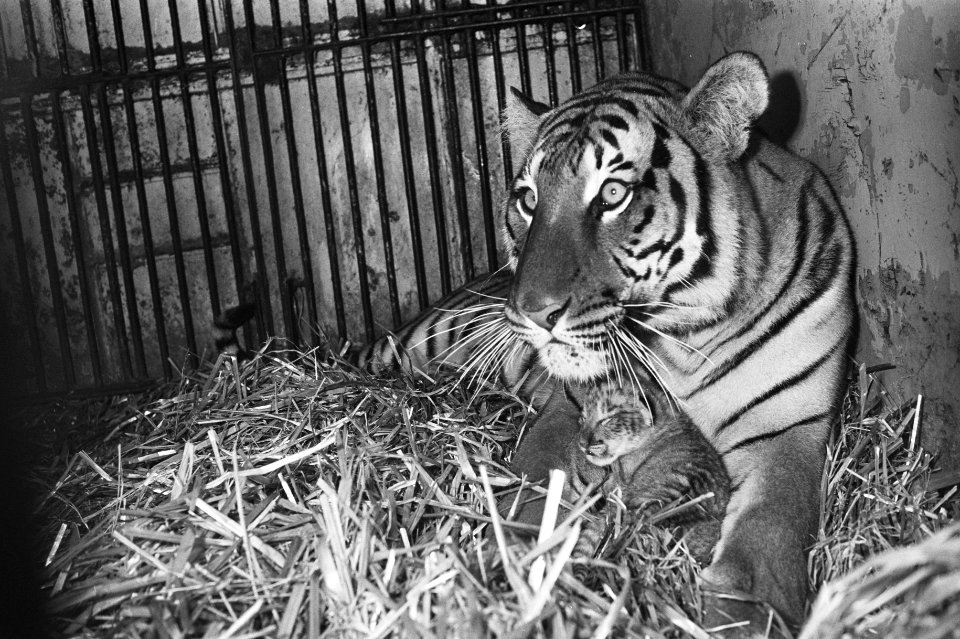 Tijgerin Sandra en leeuw Tarzan van Circus Renz hebben drie welpen gekregen, tij, Bestanddeelnr 931-0689