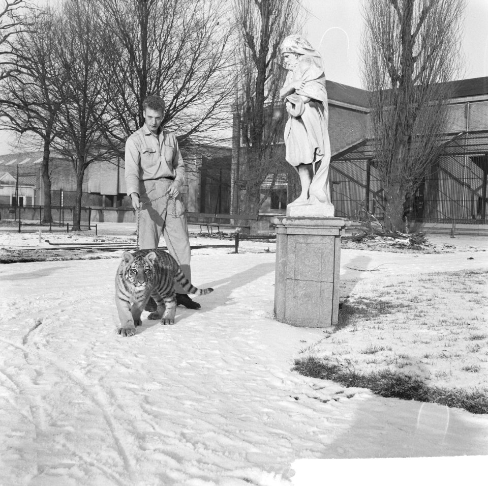 Tijgertje in Artis, Bestanddeelnr 915-8757