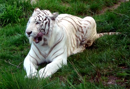 Tigre blanc Zoo d'Amnéville 27082010 2