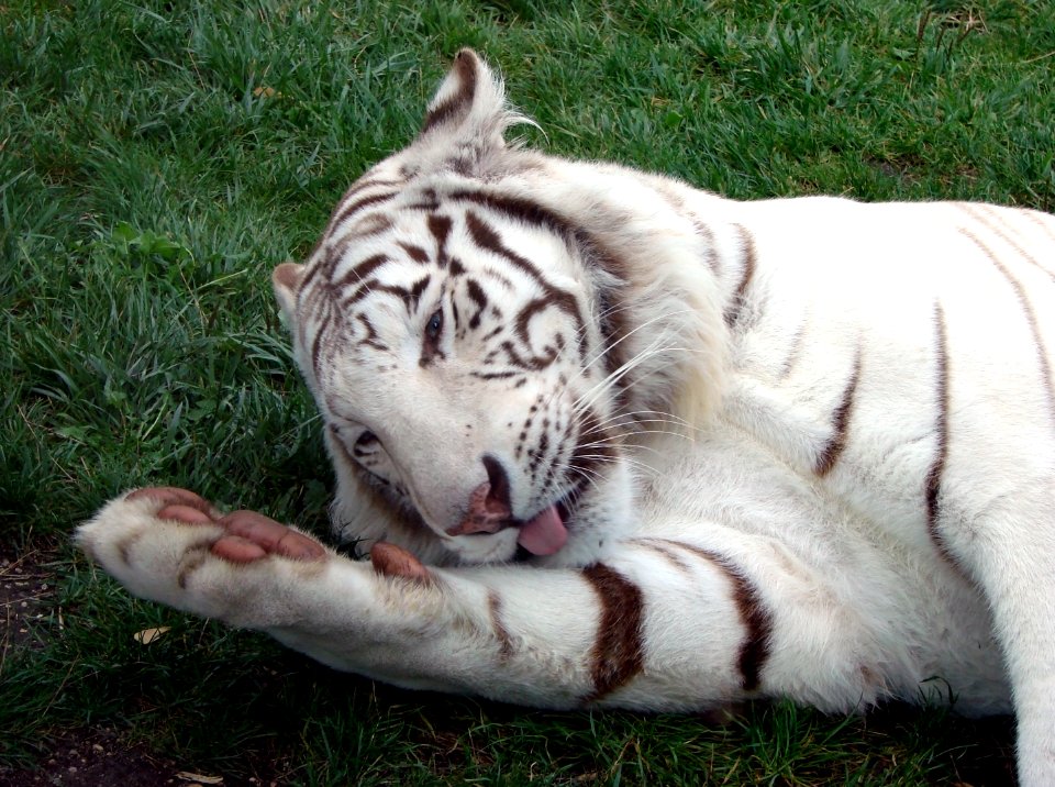 Tigre blanc Zoo d'Amnéville 27082010 1