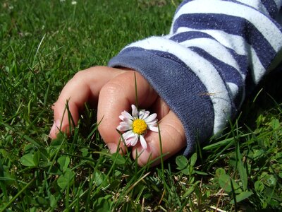 Flower plant daisy photo