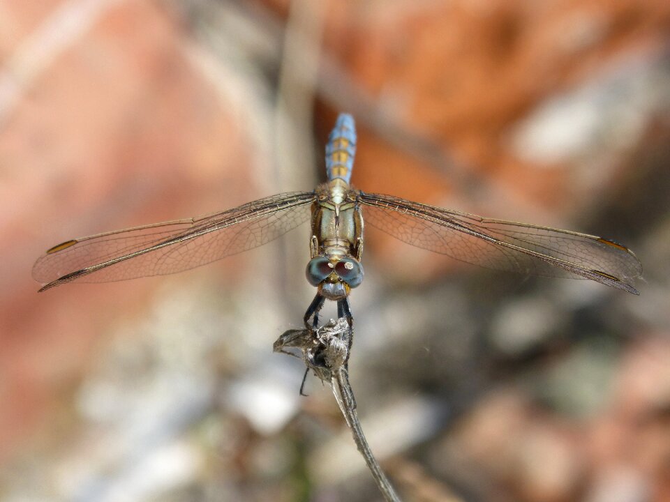 Winged insect detail beauty