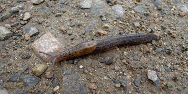 Tigerschnegel (Limax Maximus) am Rand des Zwenkauer Eichholzes 2015