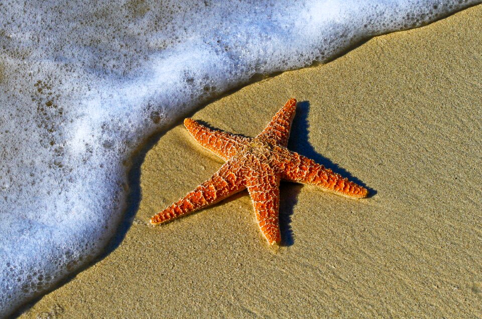 Coast echinoderm invertebrate