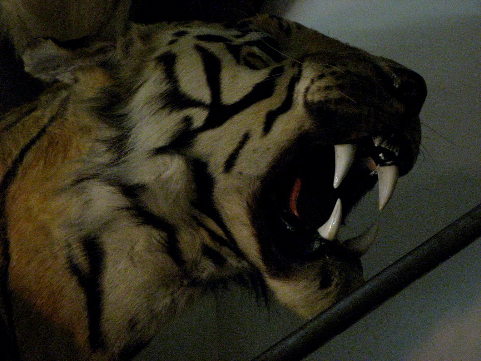 Tigre au Musée de la Chasse et de la Nature