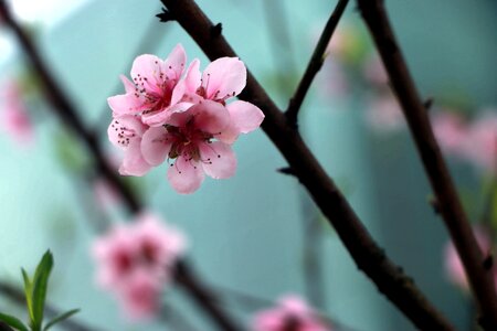 Spring flower peach blossom photo