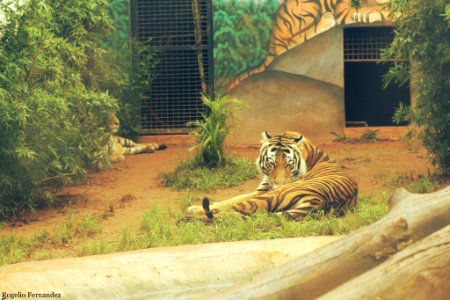 Tigre De Bengala (226288403) photo
