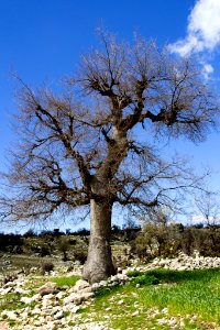 To Live Like A Tree Single And At Liberty (148913597)