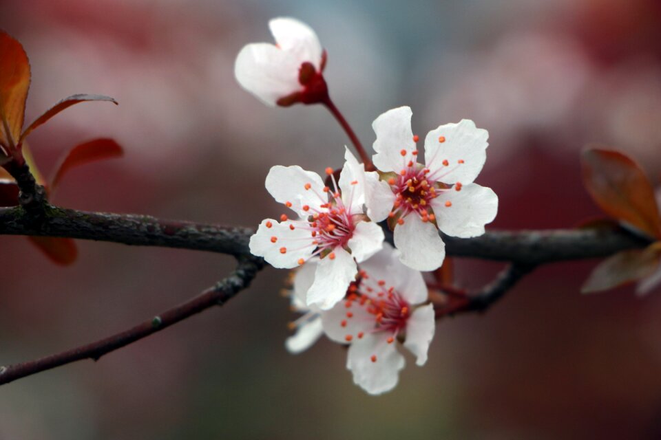 Spring flower lee flowers