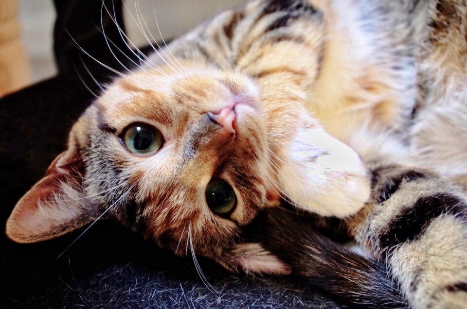 Feline kitty fur