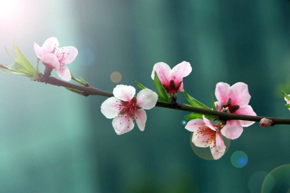 Flower peach blossom halo