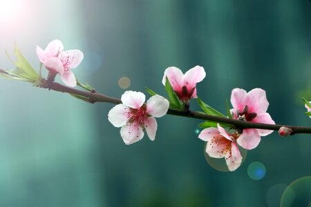 Flower peach blossom halo