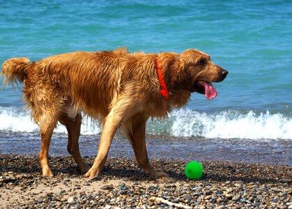 Play summer pet