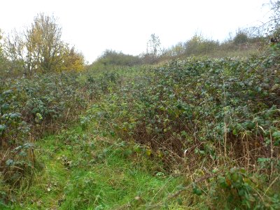 Toads Hole Valley, Hove (November 2013) (13)