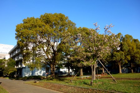 Tokyo University of Marine Science and Technology - DSC00861