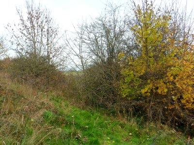 Toads Hole Valley, Hove (November 2013) (5)