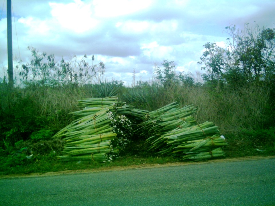 Tixkokob, Yucatán (07)