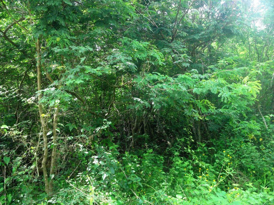 Tixkokob, Yucatán (13)
