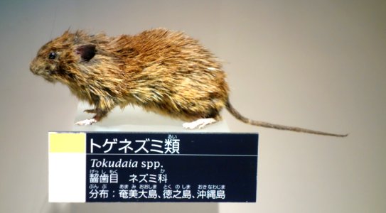 Tokudaia spp. - National Museum of Nature and Science, Tokyo - DSC07082