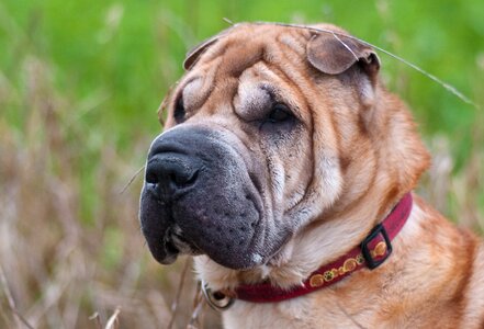 Sharpei head close up
