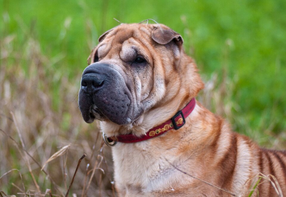 Dog sharpei portrait