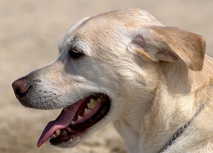 Play summer pet