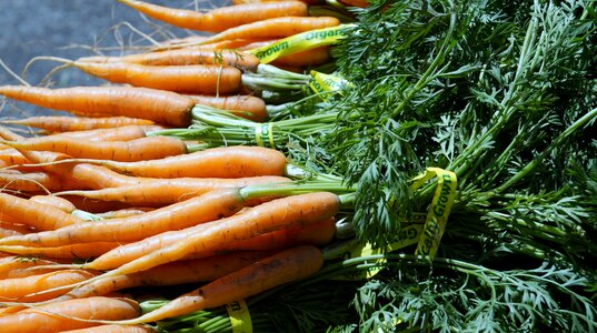 Carrot vegetable farmers market