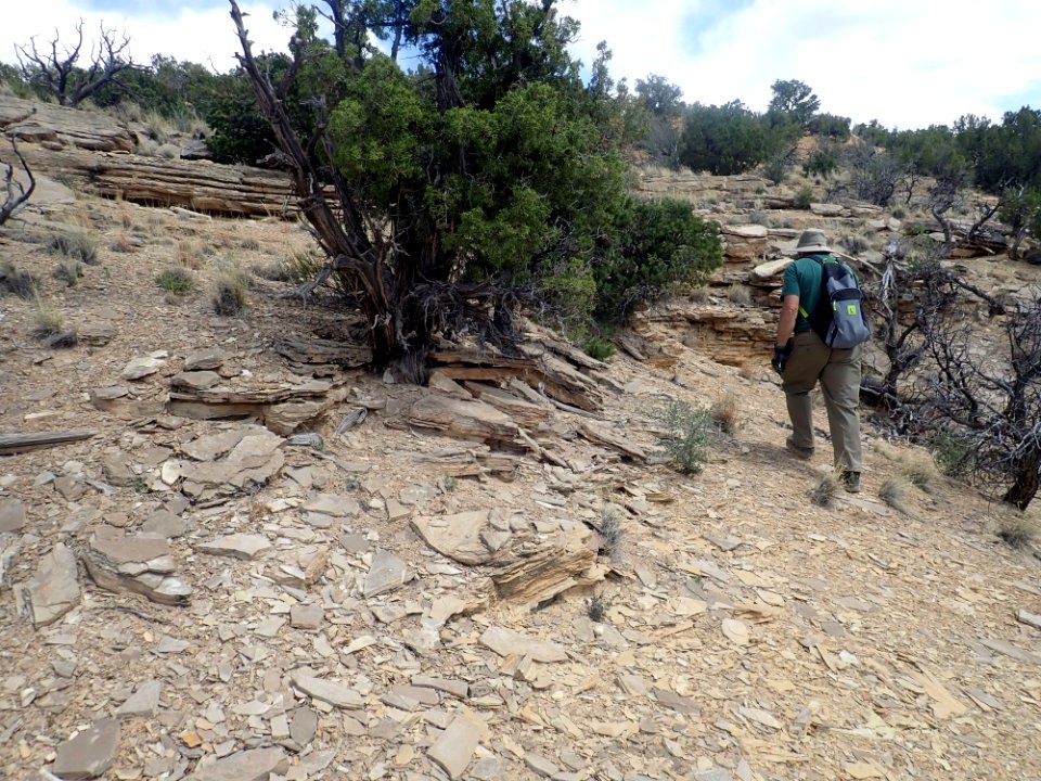Todilto Formation Arroyo del Cobre