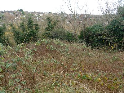 Toads Hole Valley, Hove (November 2013) (4)