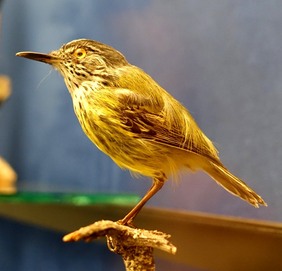 Todirostrum maculatum - Swedish Museum of Natural History - Stockholm, Sweden - DSC00644