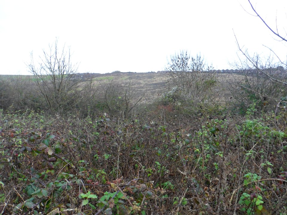 Toads Hole Valley, Hove (November 2013) (21)