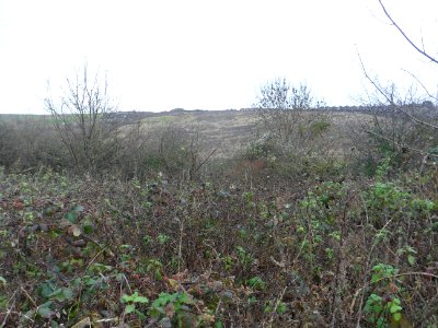 Toads Hole Valley, Hove (November 2013) (21)