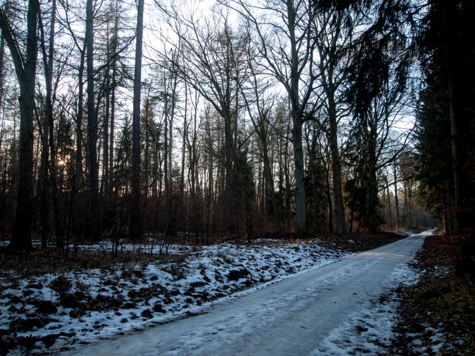 Todtenrode Wald Weg (7)