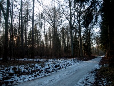 Todtenrode Wald Weg (7)