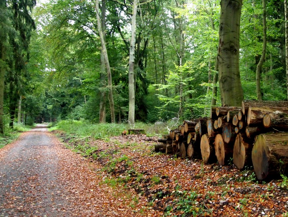 Todtenrode Wald Weg (3)