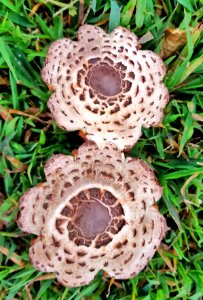 Toadstools - Arlington, Massachusetts