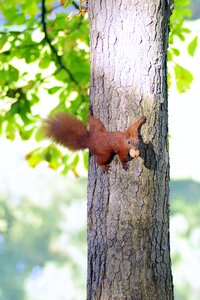 Park grass walnut