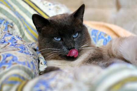 Cute cat cats